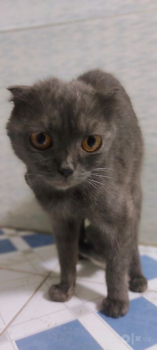 Scottish fold ona bola mushuk sotiladi