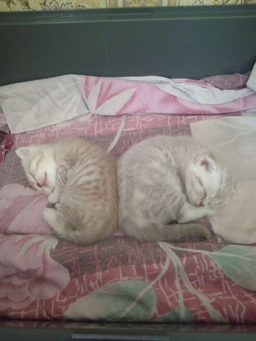 Продам шотландских вислоухих котят