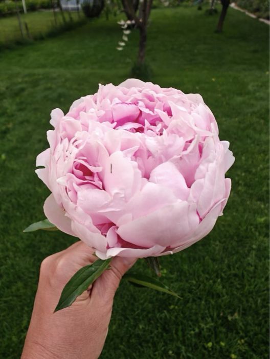 Ароматные пионы