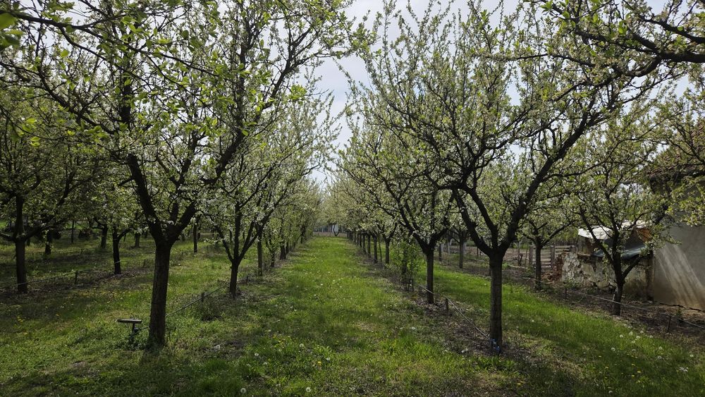 Vand loc de casa sau livada intravilan