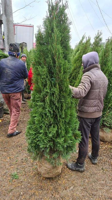 Vindem tuia de mai multe dimensiuni