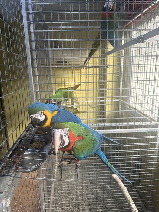 Pui papagal ara araruna