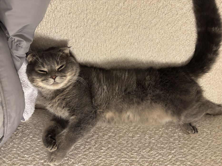 Кошка шотландский