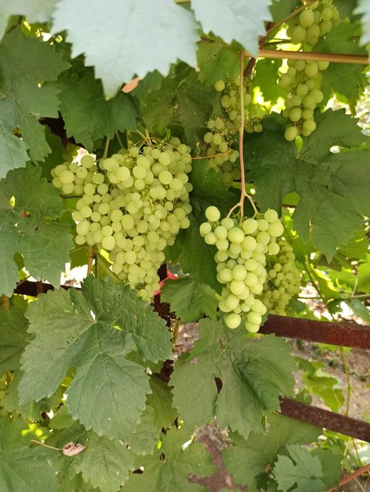 Срочно продам дачу