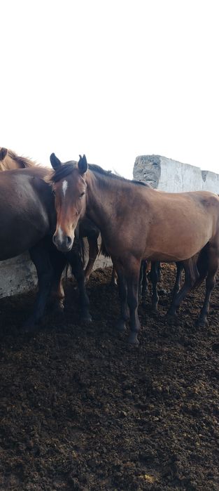 Лощадь. Продам. Табуне