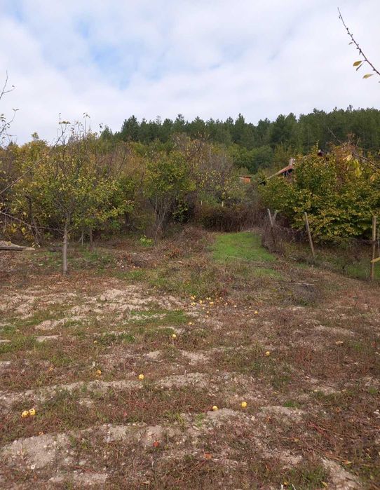 Продава се Парцел в с. Шипочано, Област Кюстендил - 969 кв.м за 19 €/кв.м - Снимка #12