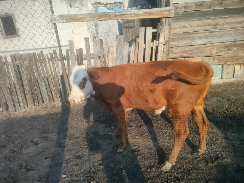 Бұзау сатылады ,продам теляти 8месяцев