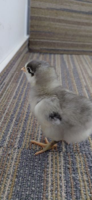 Pui de o zi  australorp