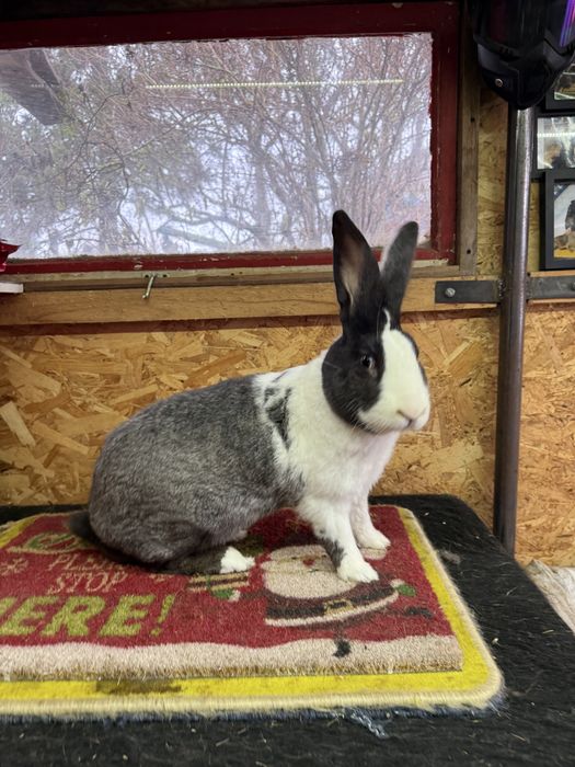 Vand iepuri hycole francez