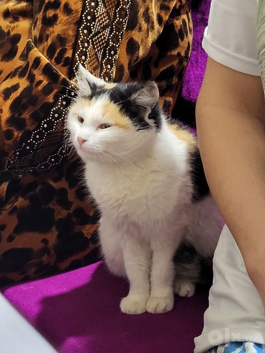 Кошка с котёнком