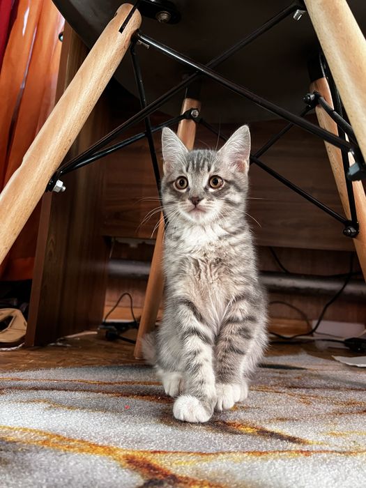 Котята. Отдам в хорошие руки