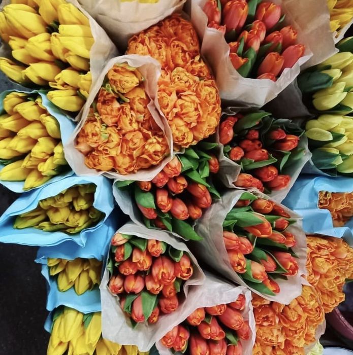 Голландские тюльпаны