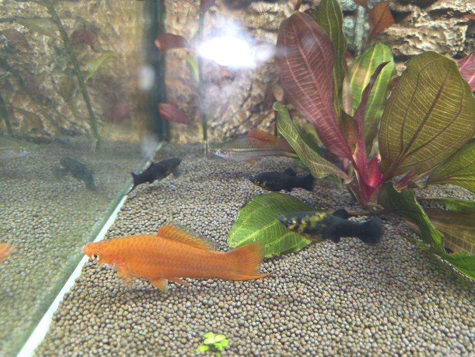 Меченосец и 3 самки молинезии