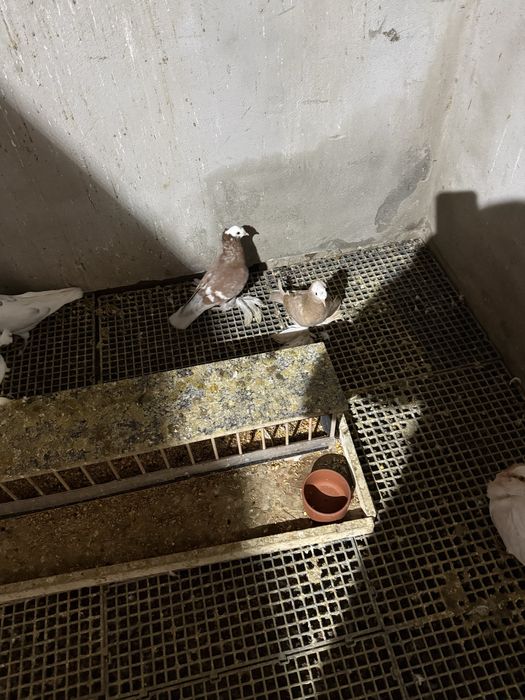 Porumbei Uriaș Maghiar,Preoți SaxoniJDB