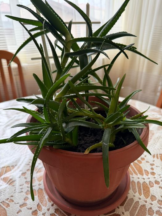 Продавам алое вера