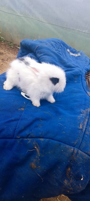 Iepurași Mini pitici Toy cap de leu