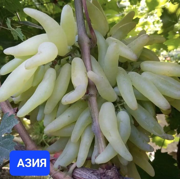 Сортовые Саженцы винограда Семей
