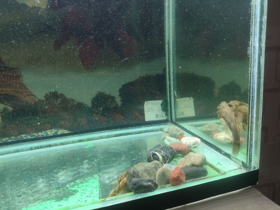 Продаю аквариум с рыбками