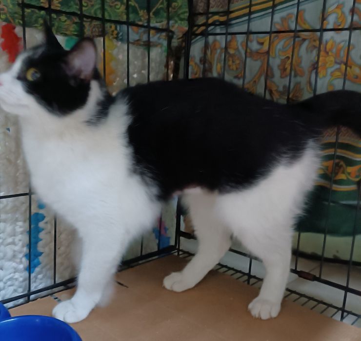 Молодая кошечка в поиске дома