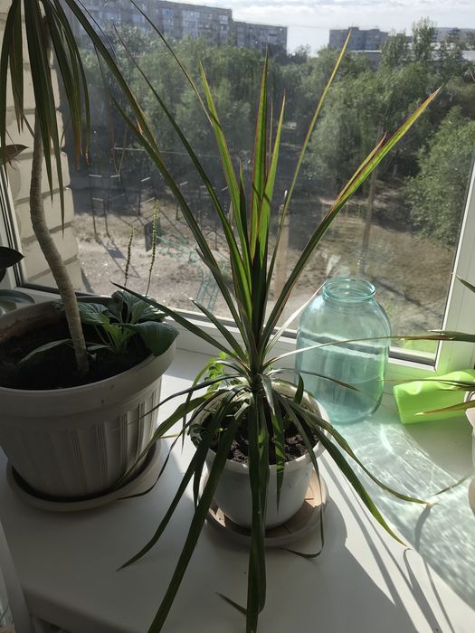 Драцена 3 шт, фикус