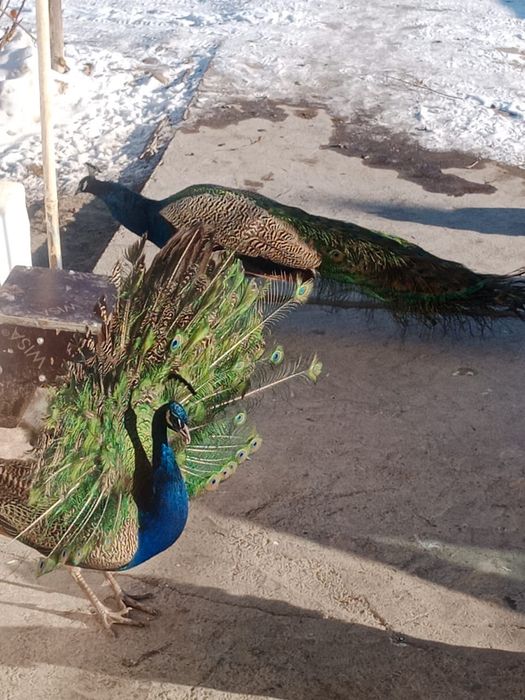 Павлин сатылады жаксы багылган