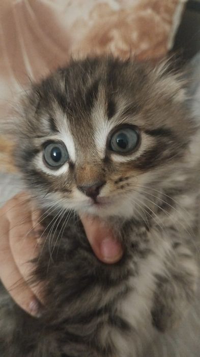 Отдадим котят в добрые руки