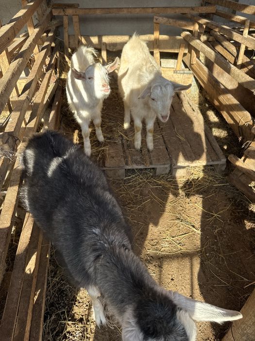 Срочно ешкилер сатылады