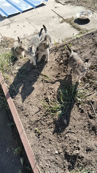 Отдадим котят в хорошие руки