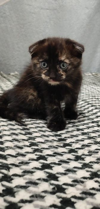 Отдадим котёнка в добрые руки