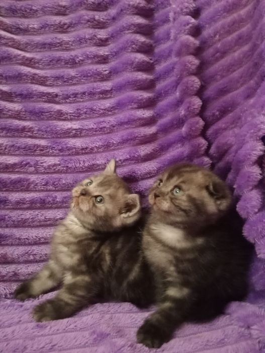 Продам шотладских котят с документами.