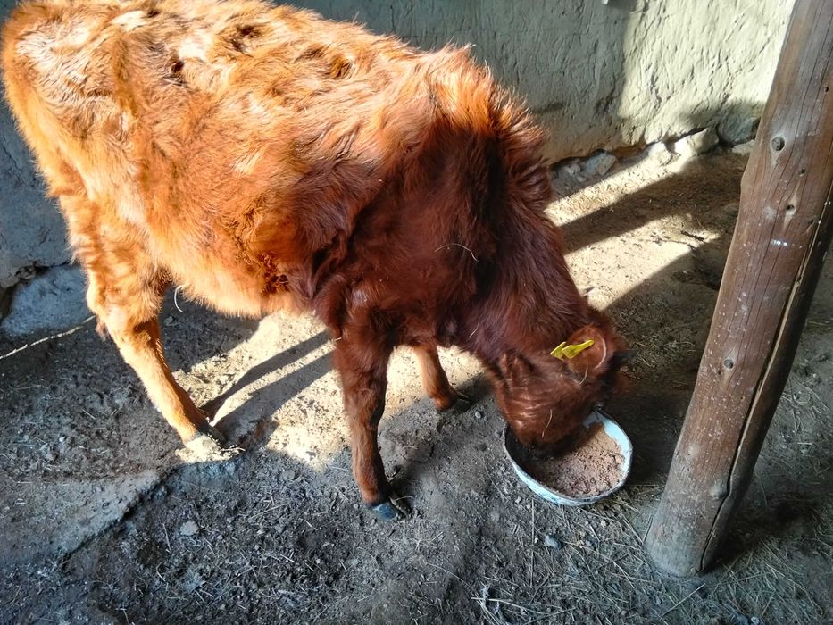 Екі ұрғашы баспақ сатылады.Продам двух тёлок.