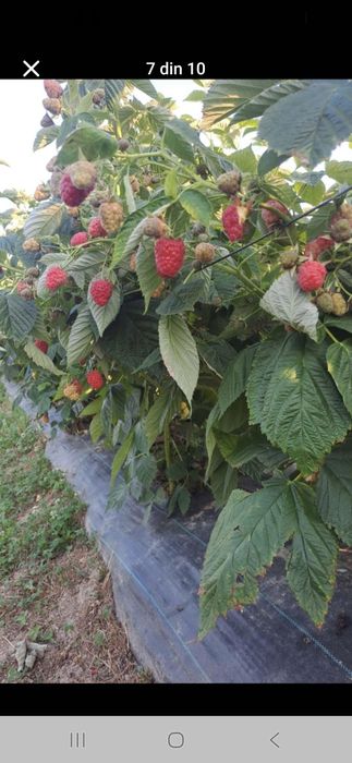 Vind butasi zmeura marvila