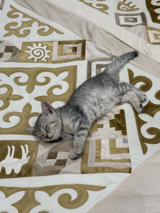 Британец котенок мальчик