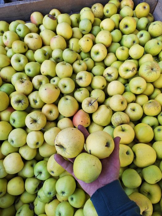 Mere Golden de calitate