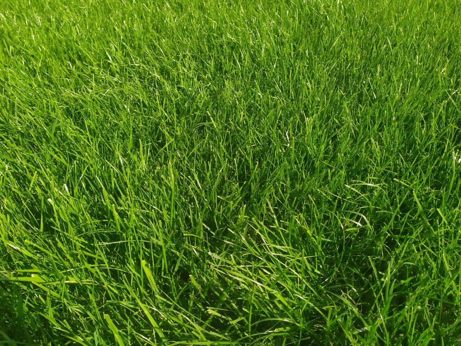 Газон рулонный и посевной.