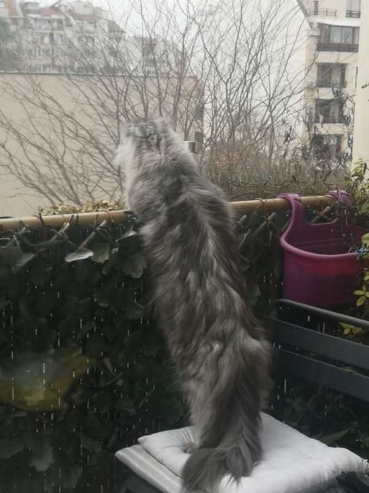 Коте порода Мейн Кун