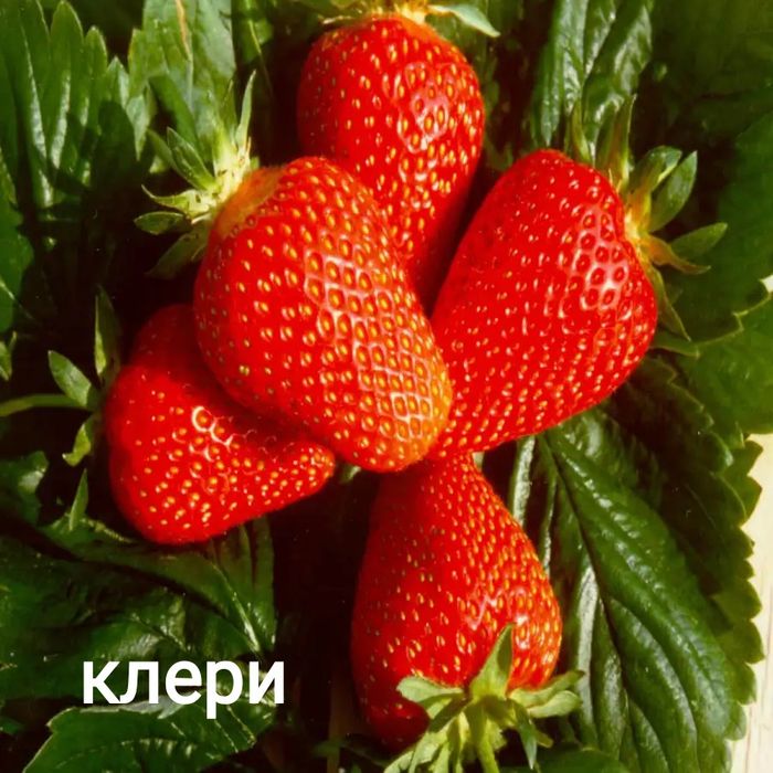 Продам рассаду клубники