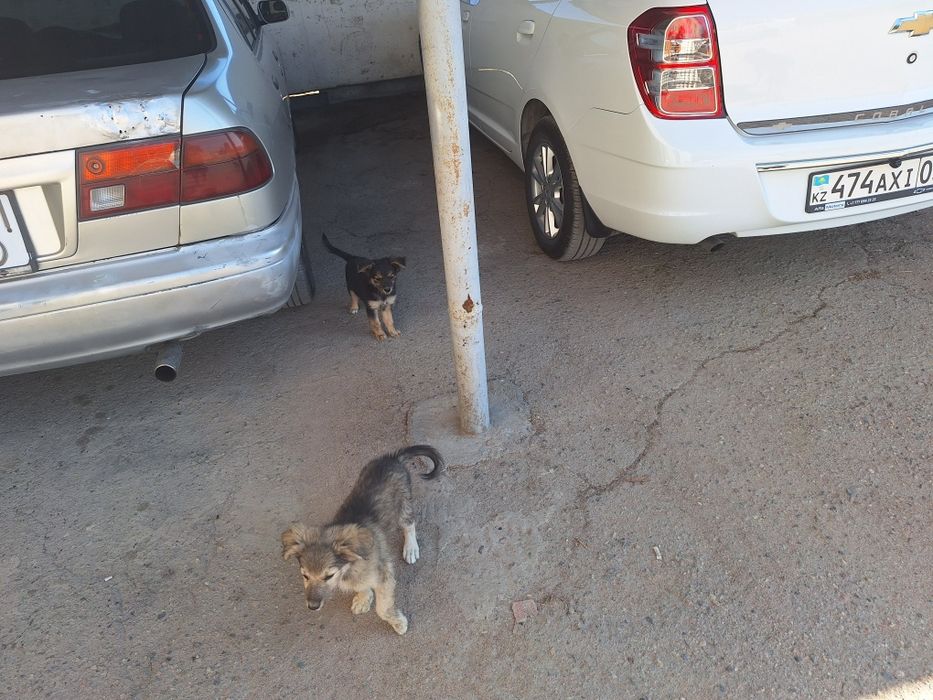 Отличные сторожевой щенки