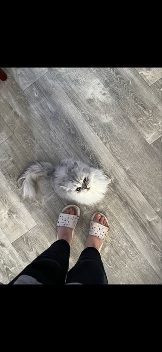 Отдам кошку в добрые руки