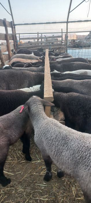 Oi cu miei de vânzare