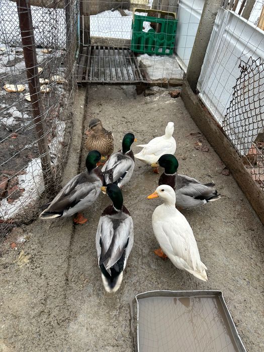 Vand pereche rate olandeze pitice