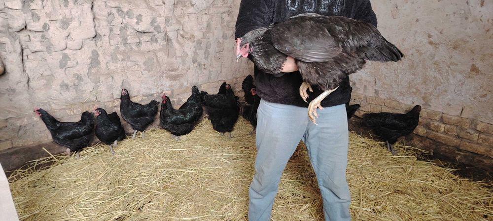 Gigan qora shaxzoda tuxumlari, jojalari sotiladi. Urganchda