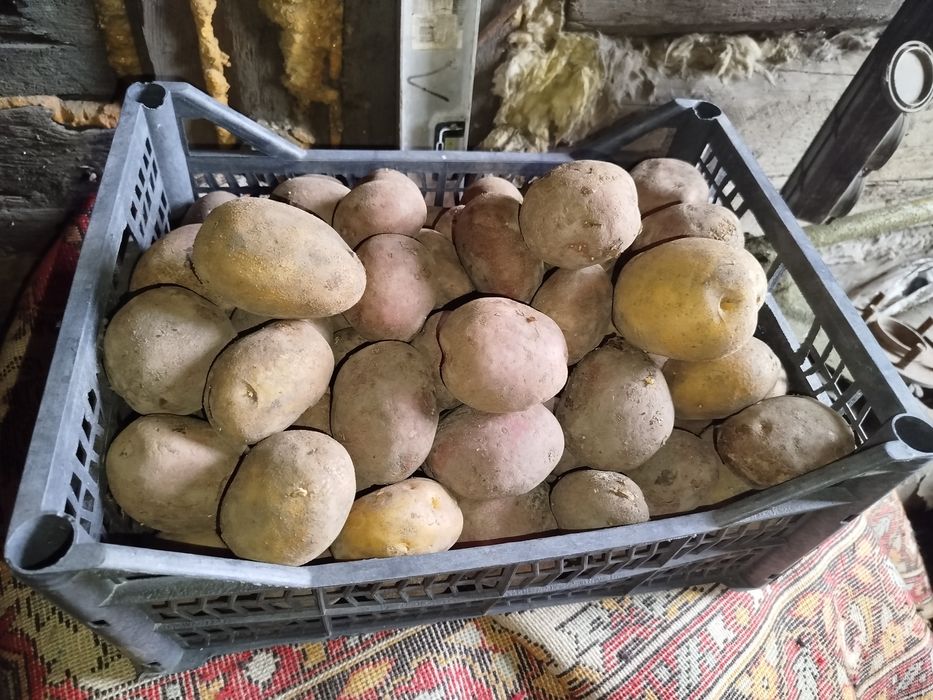 Продам едовой картофель