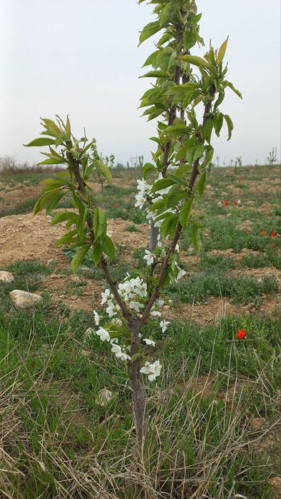 Мевали бог сотилади. .