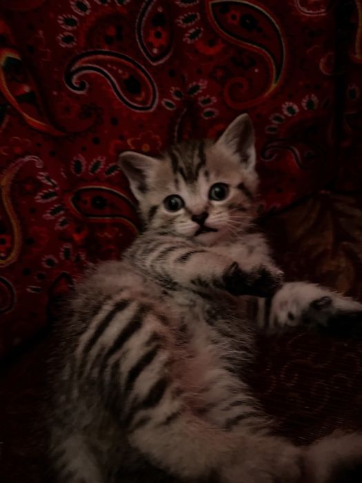 Котенок скотиш страйтт