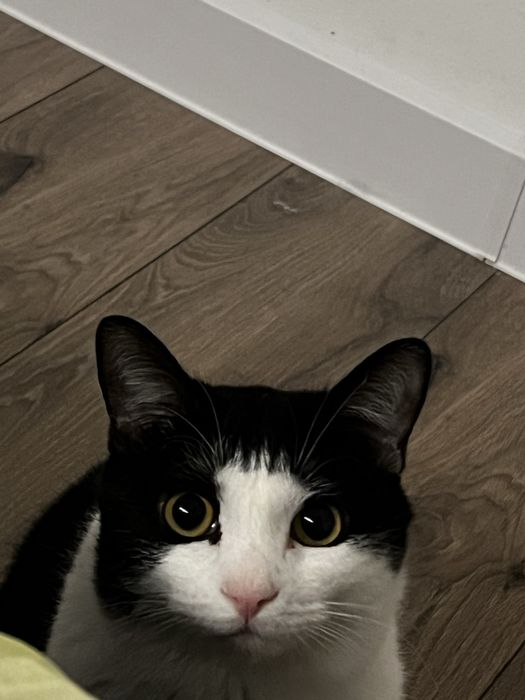 Отдам кота в хорошие руки