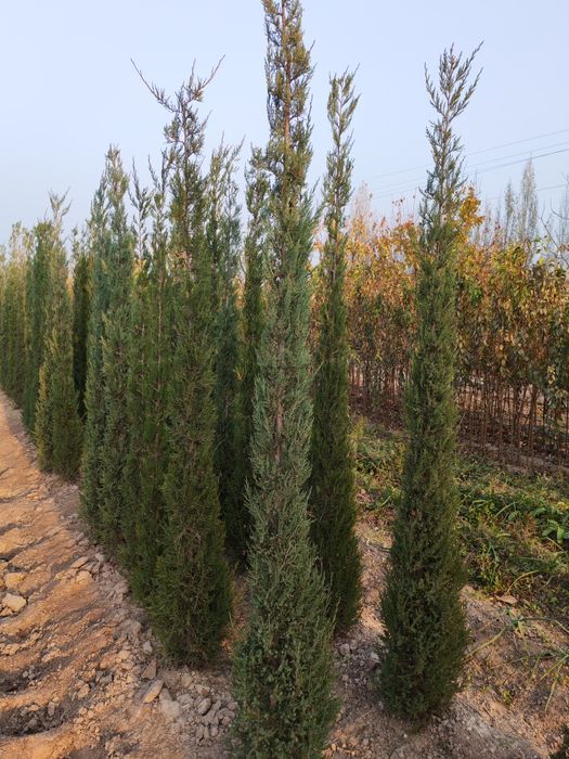 Archa peramida optom