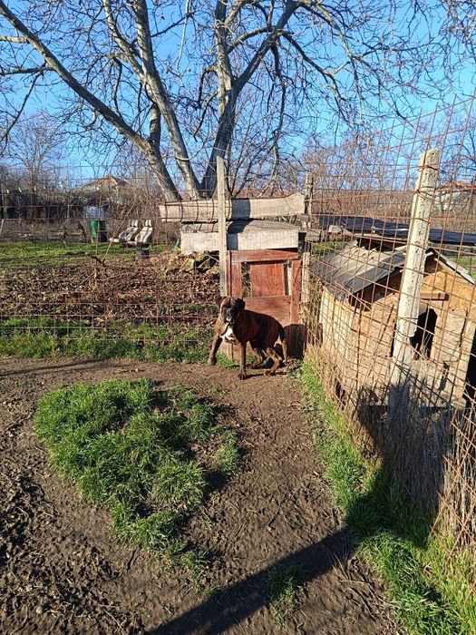 Mascul Boxer Veritabil