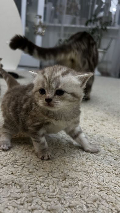 Продам породистых котят