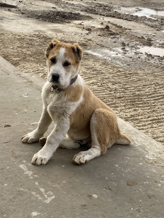 Сао 3,5 ай Алабай